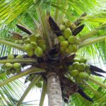 coconut-palm-172530