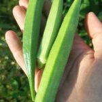 vegetables_noprobleminindia-1